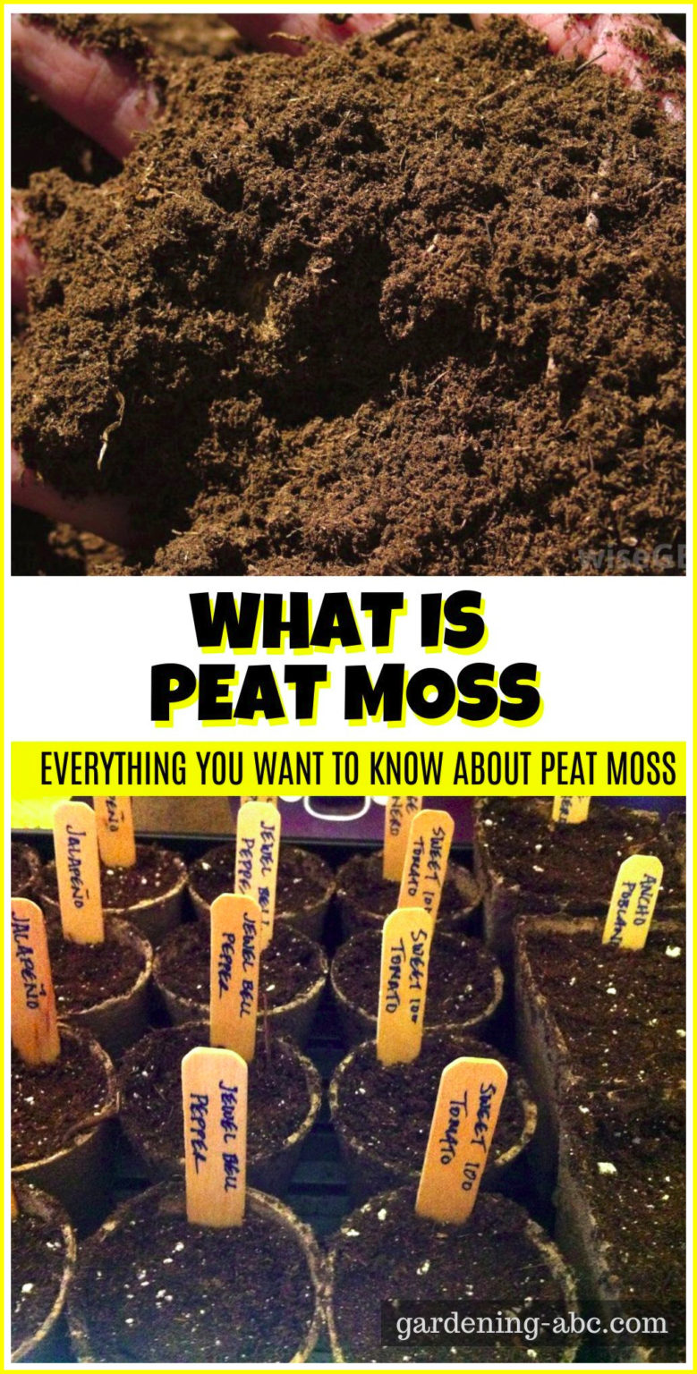 What Is Peat Moss Does It Hold Water, Make Soil Acidic, Or Go Bad