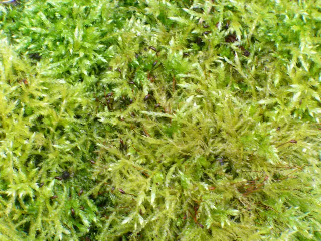 sphagnum peat moss