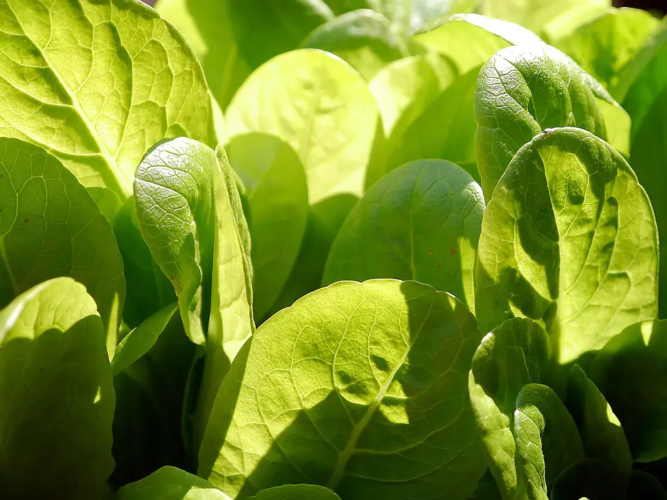 tomato companion lettuce