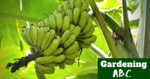 how to grow banana plants