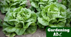 how to grow lettuce plant