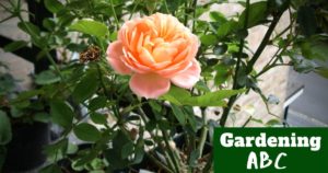 how to grow roses