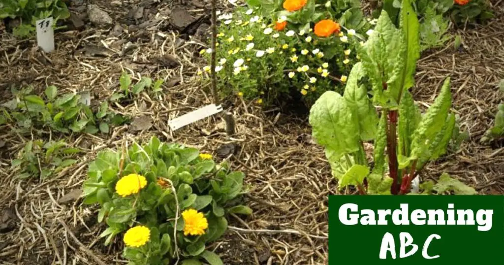 What Is Companion Planting Gardening ABC What Is Companion Planting Gardening ABC