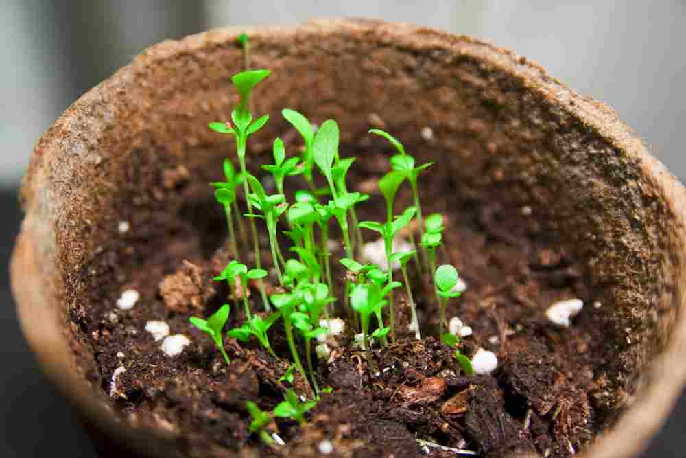 biodegradable pots for growing plants