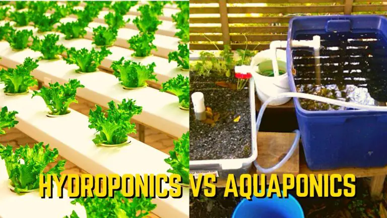 Hydroponics Vs Aquaponics: Similarities and Differences|Which One Is Better