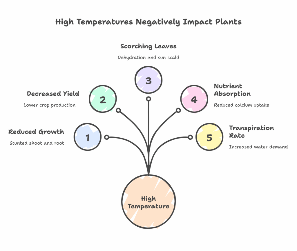 Effect of heat on plants