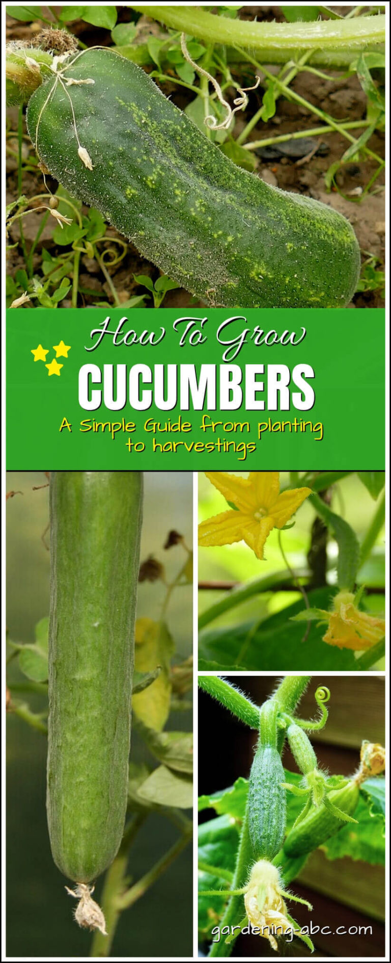 Growing Cucumbers How To Plant, Water And Care A Cucumber Plant