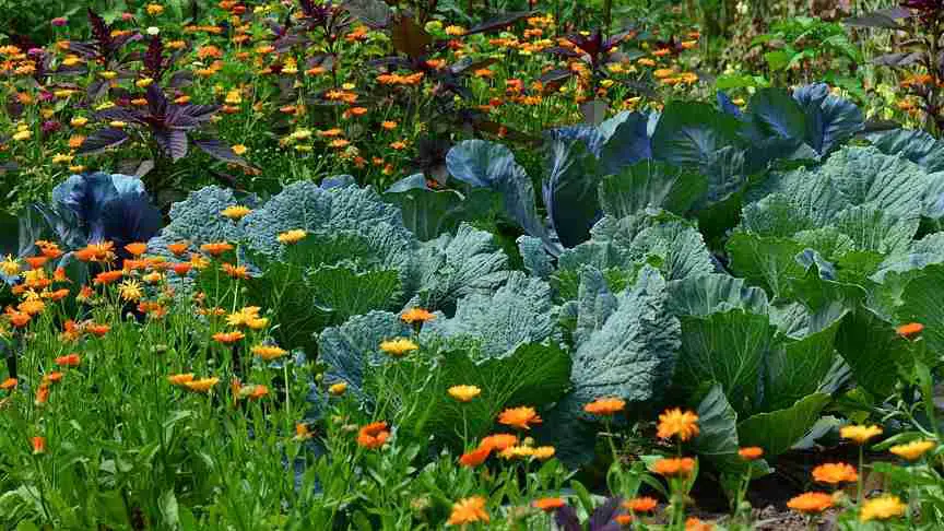 cabbage companion plants