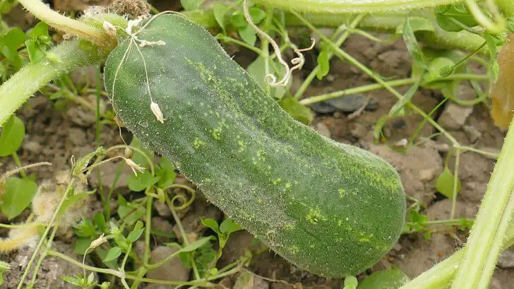 cucumber growing