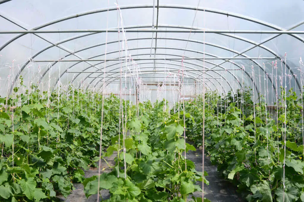 cucumber trellis