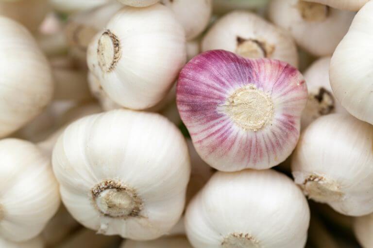 Growing Garlic: A Simple Guide on How To Plant, Grow And Harvest Garlic