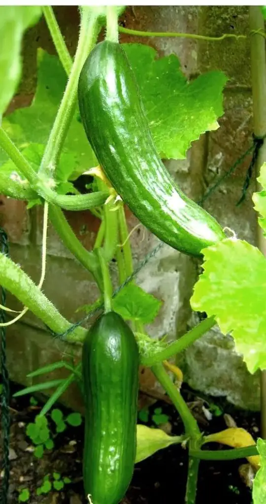 harvest cucumber