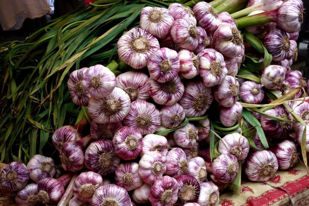 garlic harvest