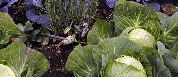 growing cabbage