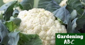 how to grow cauliflower