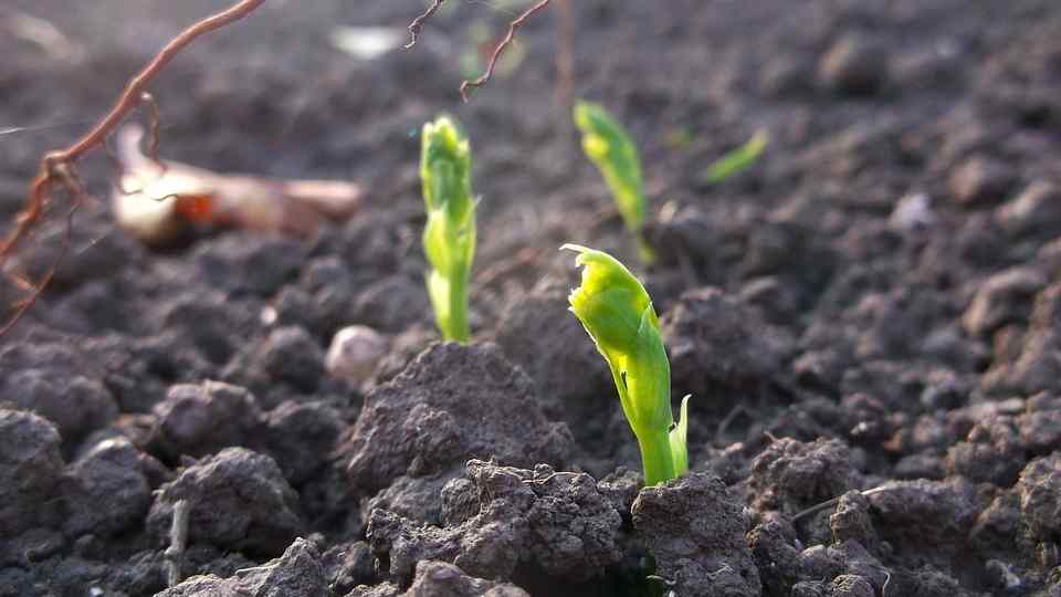 planting peas