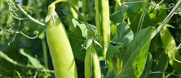 How To Grow Peas At Home: A Simple Pea Growing Guide
