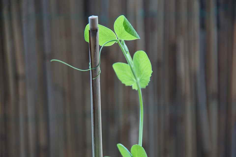 pea plant support