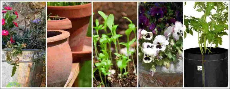 Top Plant Containers: How To Choose The Best One For Your Garden