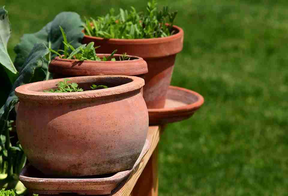 terracota planters for growing plants