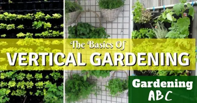 what is vertical gardening - Gardening ABC