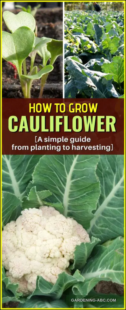 how to grow cauliflower plant