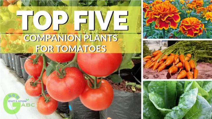 Top 5 Companion Plants For Tomatoes | Best Way To Grow Tomatoes