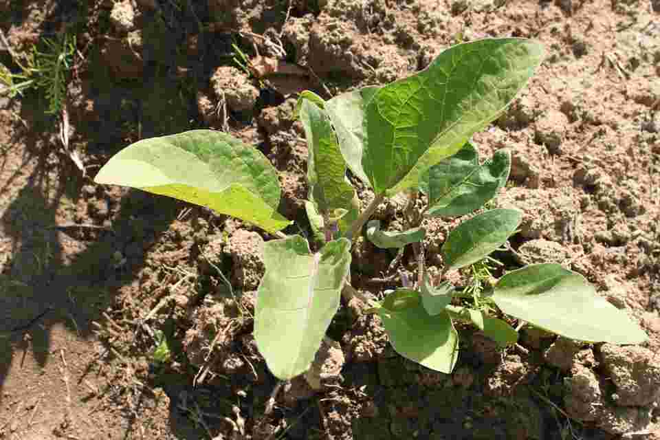 eggplant leaves