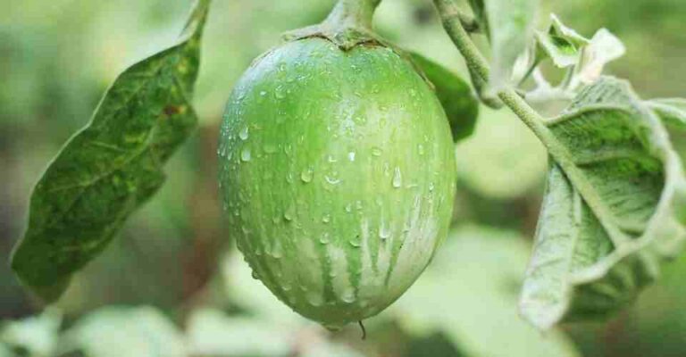 How to Grow Eggplants In Your Own Garden. Use These Simple Steps.