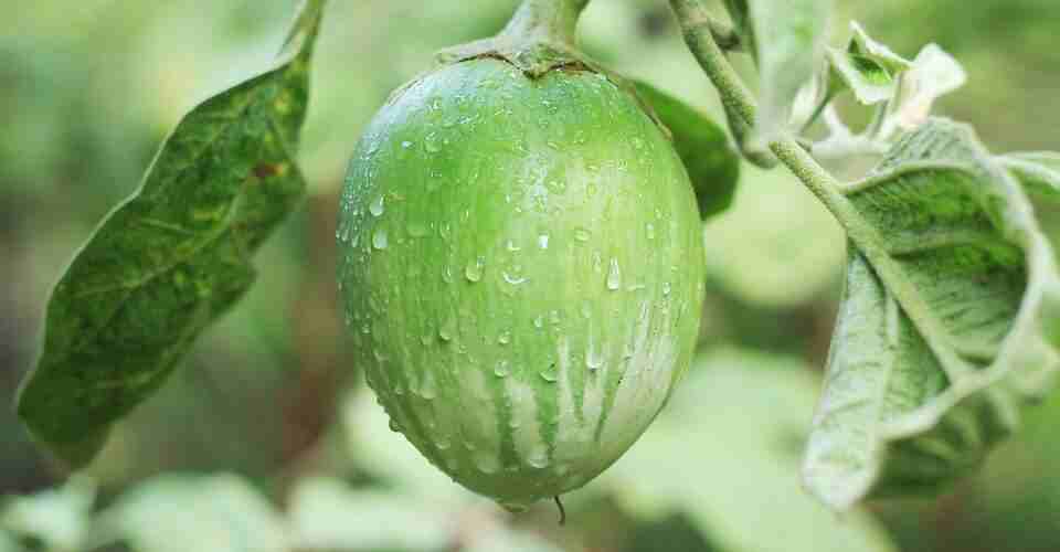 growing eggplants