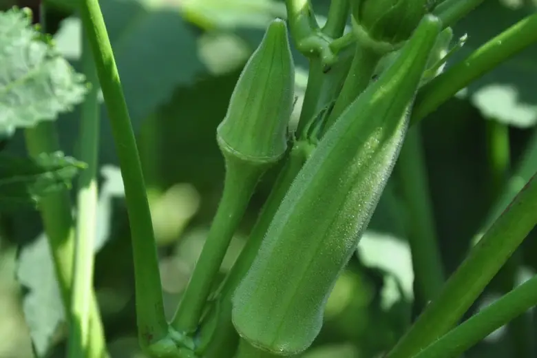 How to grow okra at home
