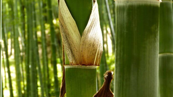 growing bamboo plant