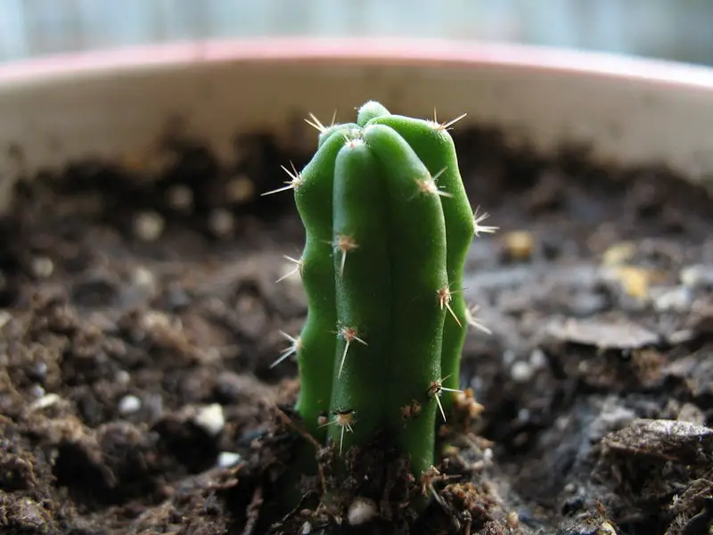 growing cactus plant