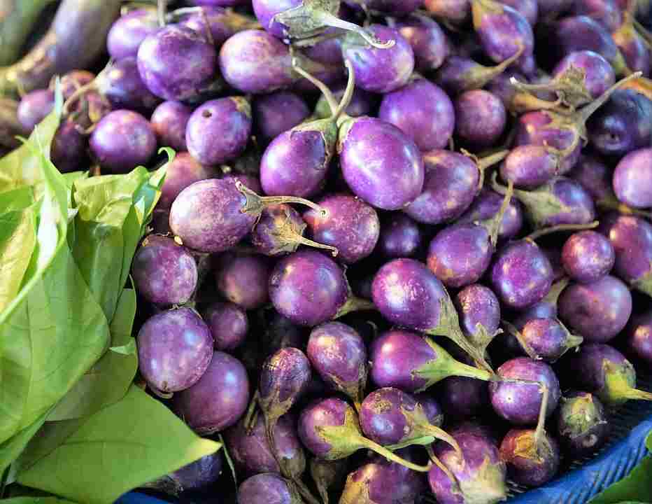 harvesting eggplants