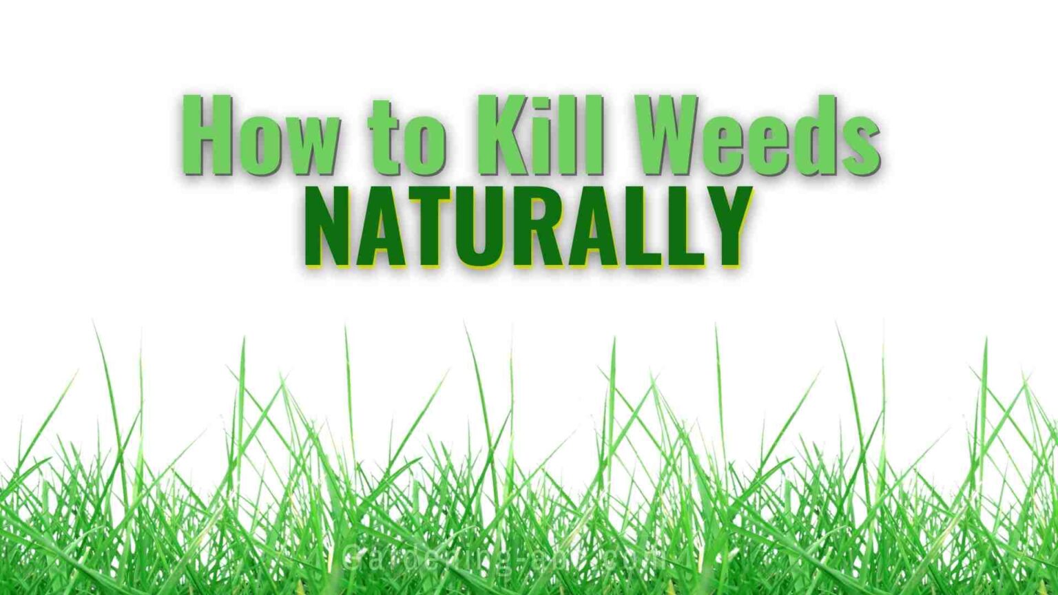 Organic Weed Control How To Kill Weeds Naturally Without Any Chemicals