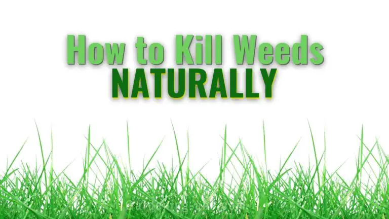 Organic Weed Control: How To Kill Weeds Naturally Without Any Chemicals