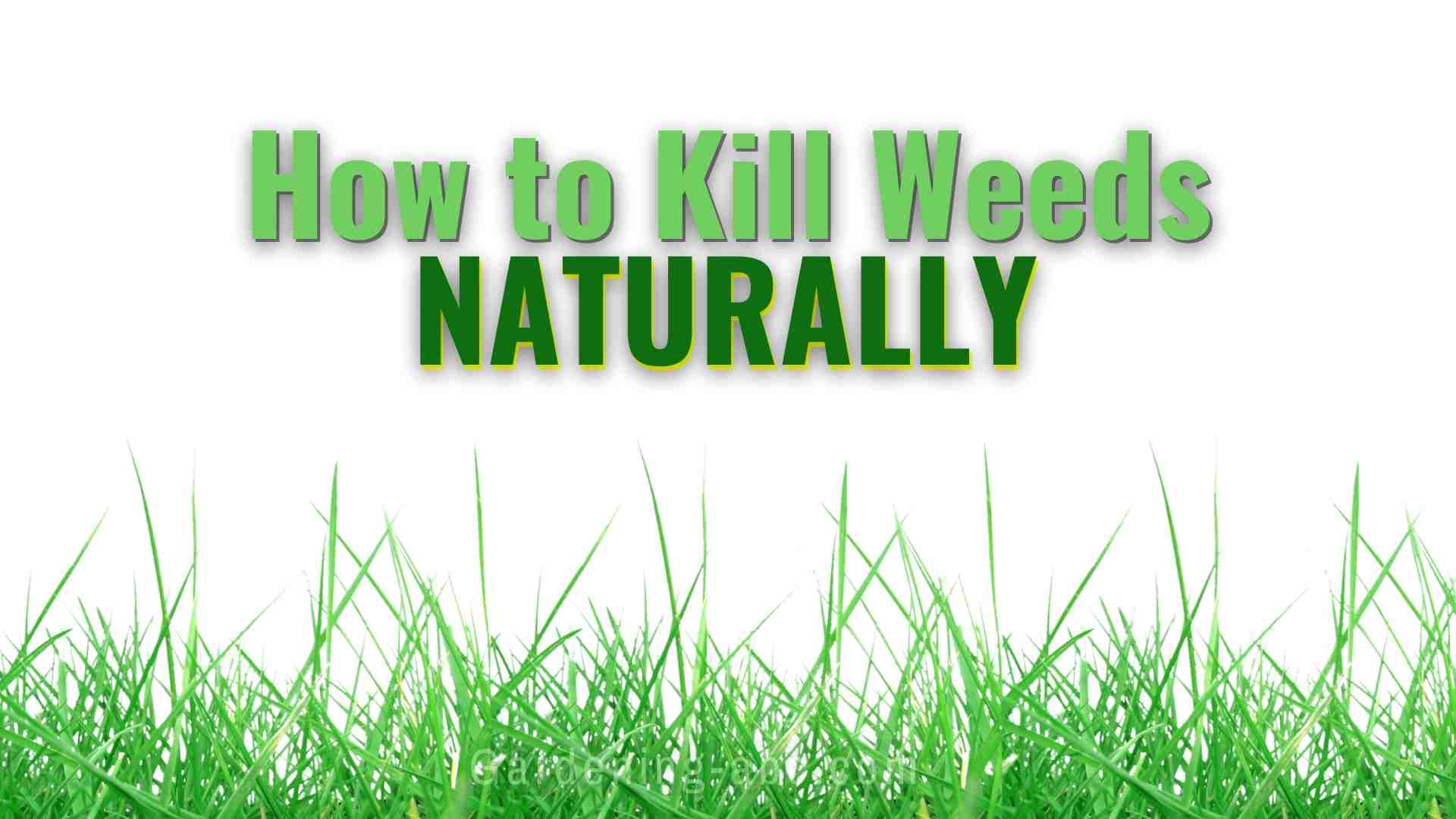 how to kill weeds naturally