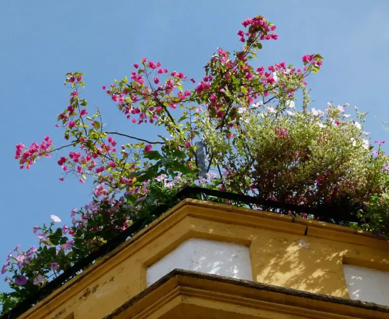 Useful Rooftop Gardening Tips for Beginners: Start A Roof Garden Today