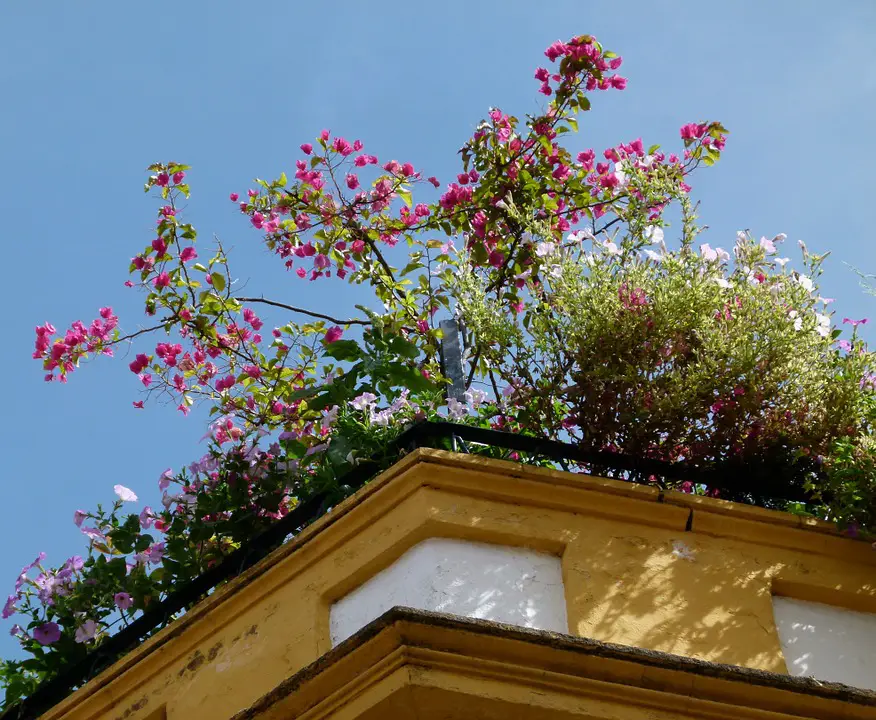 rooftop garden