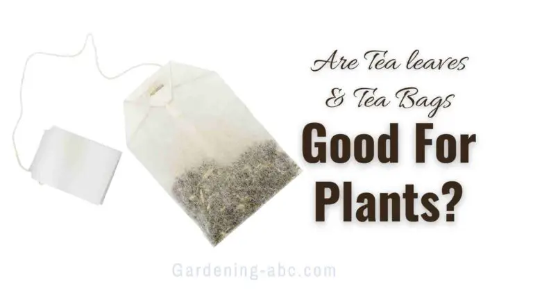 Are Tea Leaves and Tea Bags Good for The Plants? How to Use Them in the Garden