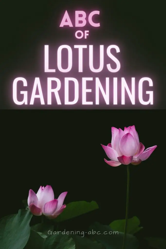 how to grow lotus flowers from seeds