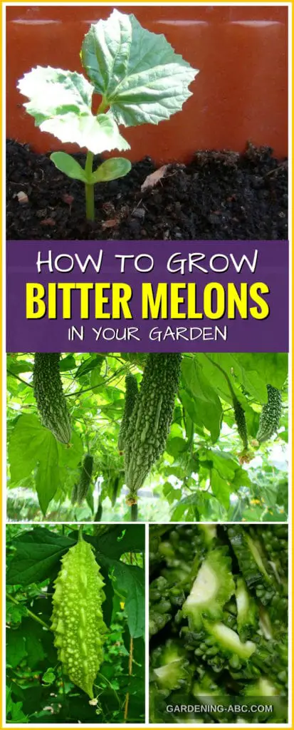 growing bitter melon