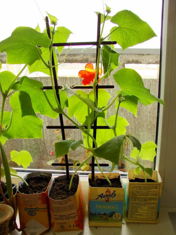 cucumber indoor plant