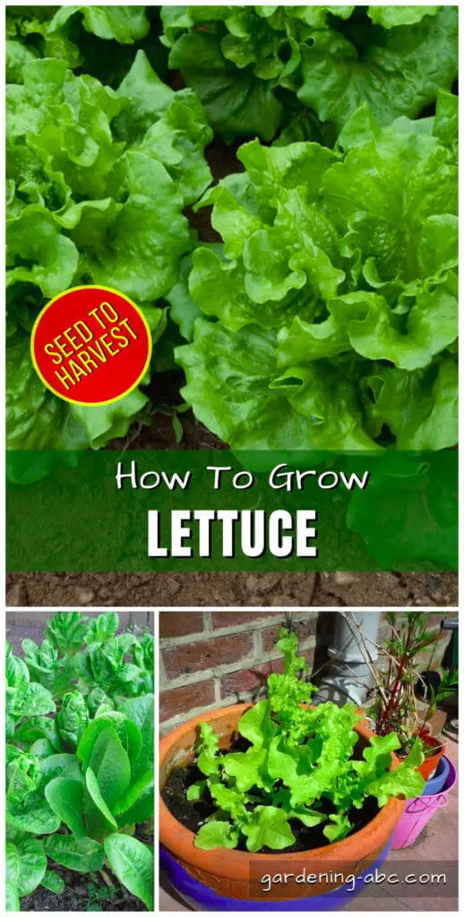 how to grow lettuce plants
