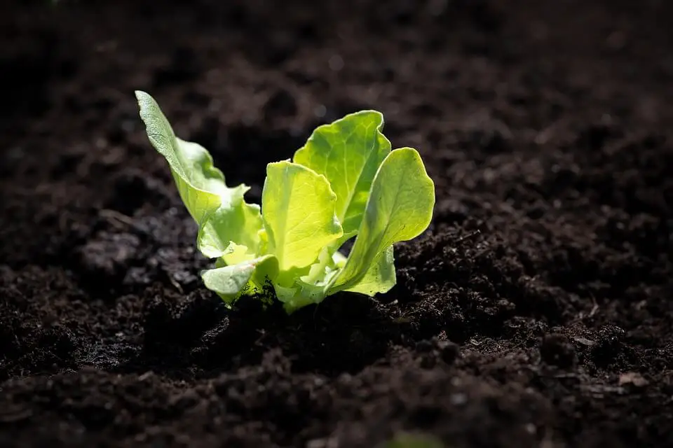 growing lettuce plants