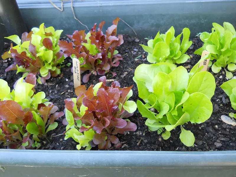 lettuce growing indoor