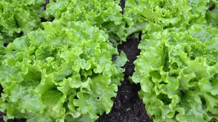 growing lettuce plant