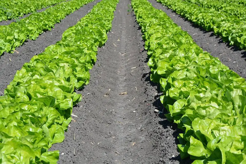 lettuce planting tips