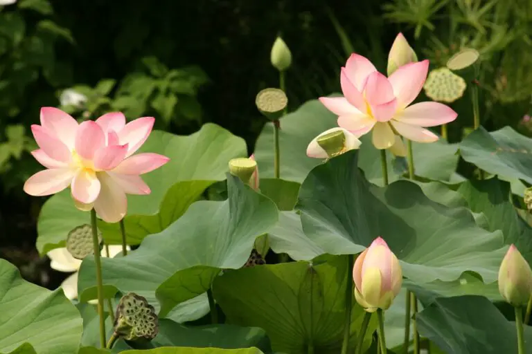 How To Grow Lotus Flowers At Home: With Simple Tips On Planting Lotus Seeds