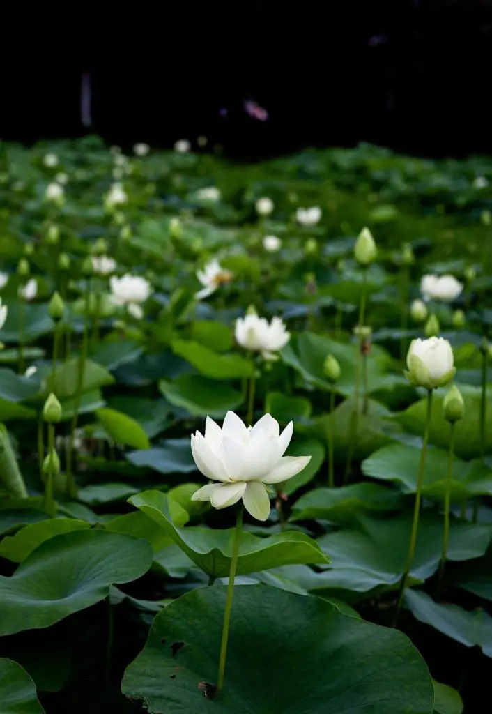 how to grow lotus flower